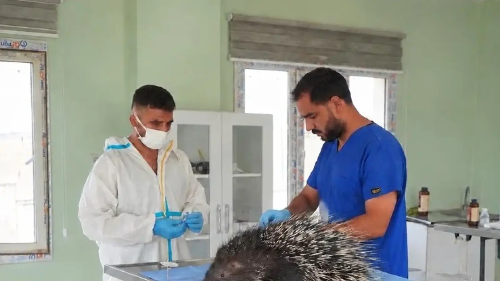Yaralı bulunan oklu kirpi tedavi altına alındı