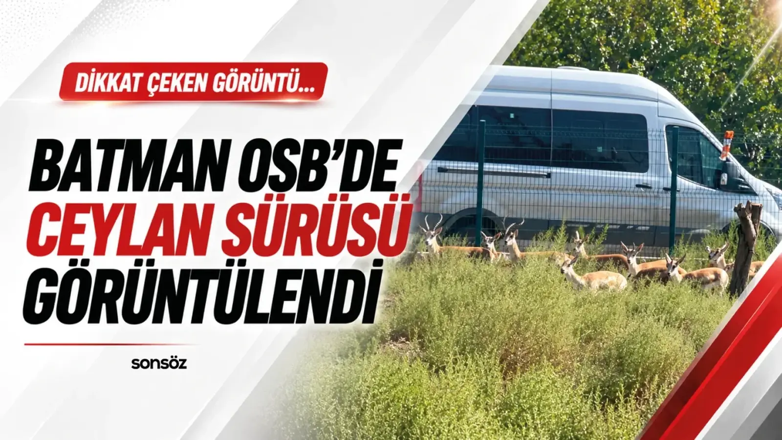 Batman OSB’DE Ceylan sürüsü görüntülendi