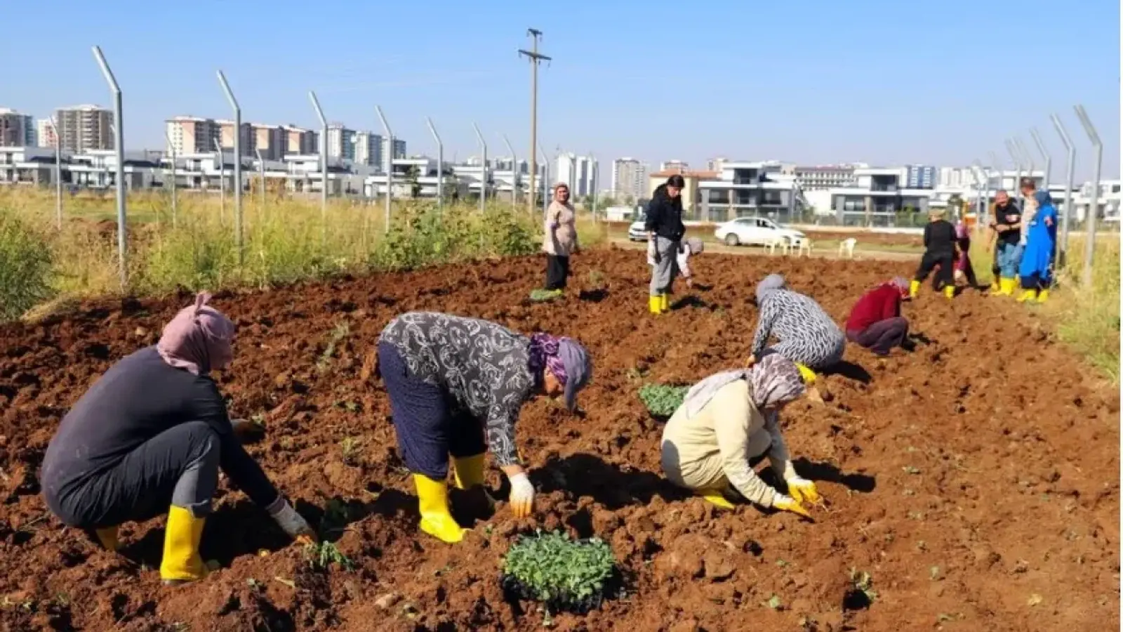 Kadın Komün Kent Bostanı’nda kışlık üretim dönemi başladı
