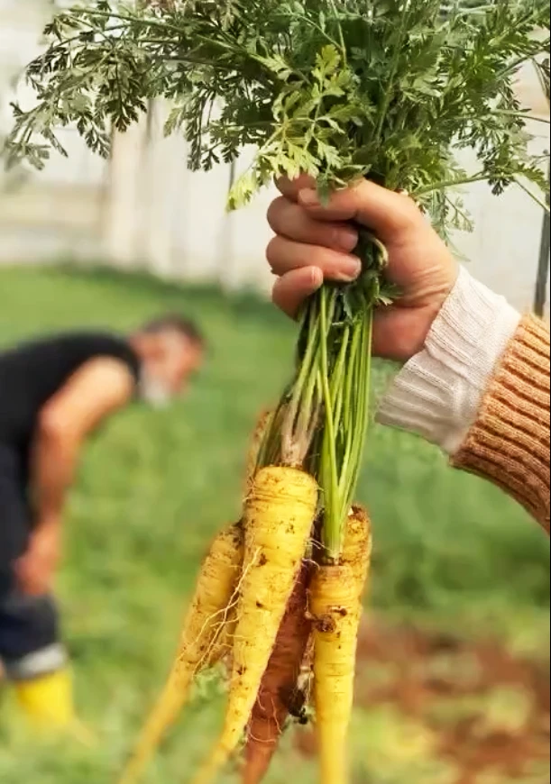 NTO Nizip Mızar Havucu’nu Coğrafi İşaretle Tescilledi