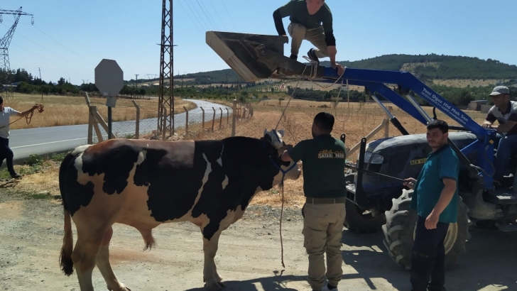 GAZİANTEP BÜYÜKŞEHİR KURBAN YAKALAMA TİMİ GÖREVE BAŞLADI!