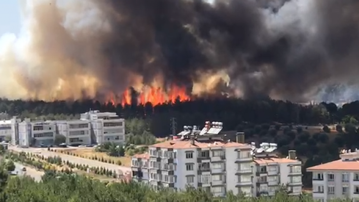 Burç Ormanında Korku Dolu Anlar