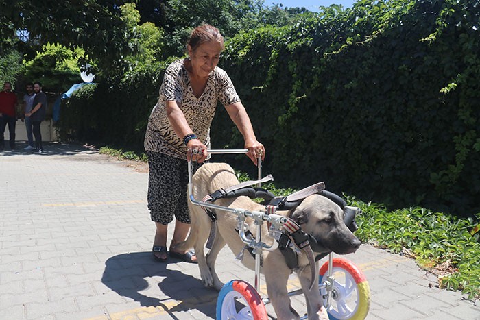   Yanlış tedaviyle ayakları kesilen köpeğe yürüteç