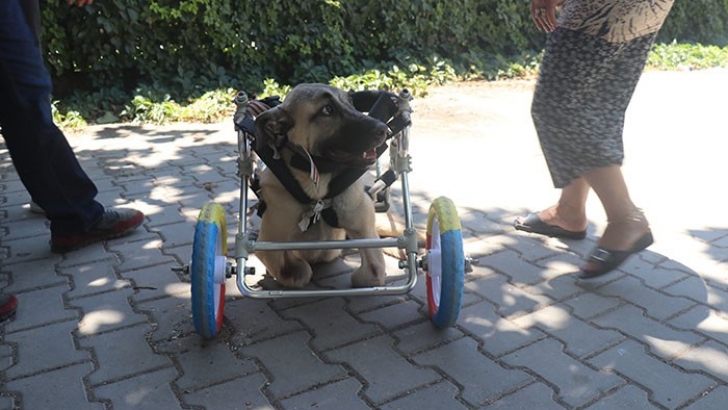   Yanlış tedaviyle ayakları kesilen köpeğe yürüteç