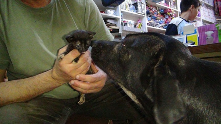 Köpek yavru kediye annelik yapıyor