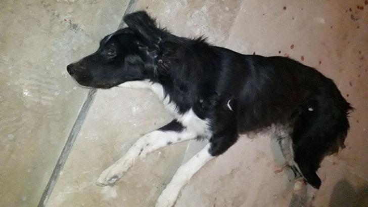  Gaziantep'te köpek vahşeti 