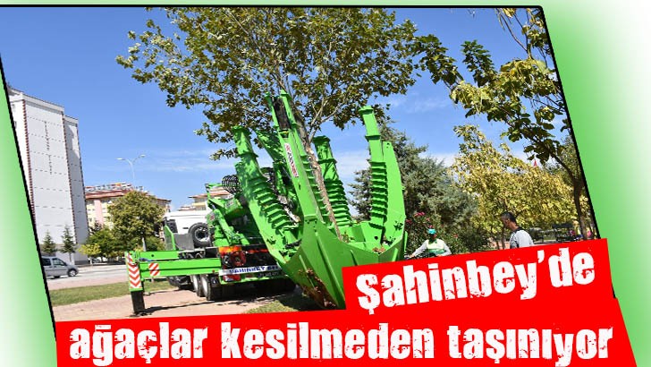 Şahinbey'de ağaçlar kesilmeden taşınıyor 