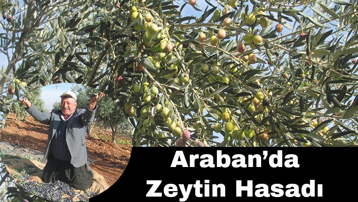 Araban’da Zeytin Hasadı 