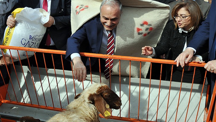 Bakan Fakıbaba çoban abası giydi, kuzuları besledi