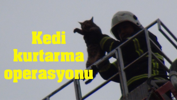 Kedi kurtarma operasyonu 