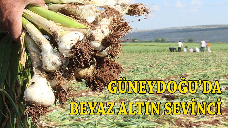 Güneydoğu’nun beyaz altın sevinci