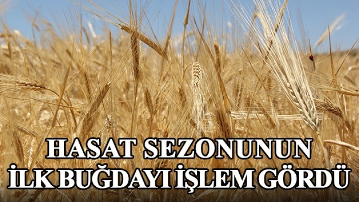 Hasat sezonunun ilk buğdayı GTB’de işlem gördü