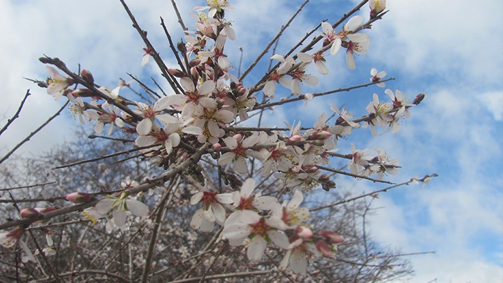 Ocak ayında çiçek açan badem ağaçları, üreticiyi düşündürüyor