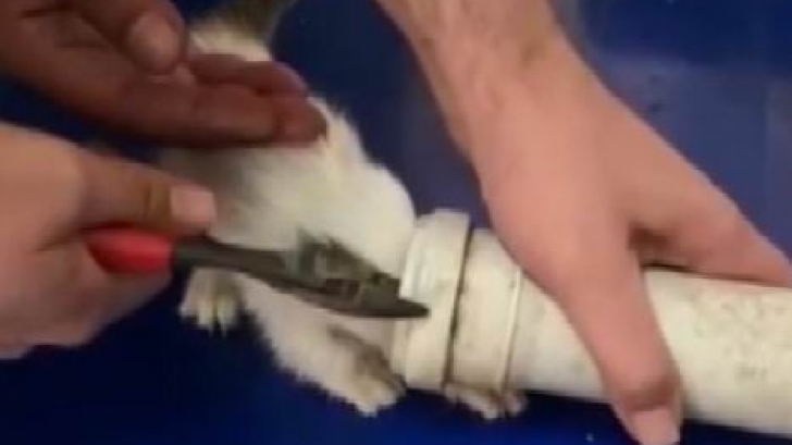 Kafası Su Borusuna Sıkışan Yavru Kediyi İtfaiye Kurtardı