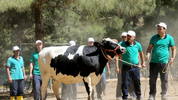 BÜYÜKŞEHİR BELEDİYESİ KURBAN YAKALAMA TİMİ TATBİKAT YAPTI