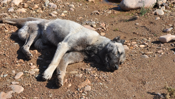 Gebe Köpek Zehirlenerek İtlaf Edildi