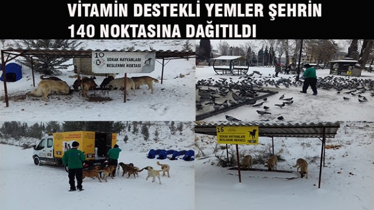 VİTAMİN DESTEKLİ YEMLER ŞEHRİN 140 NOKTASINA DAĞITILDI