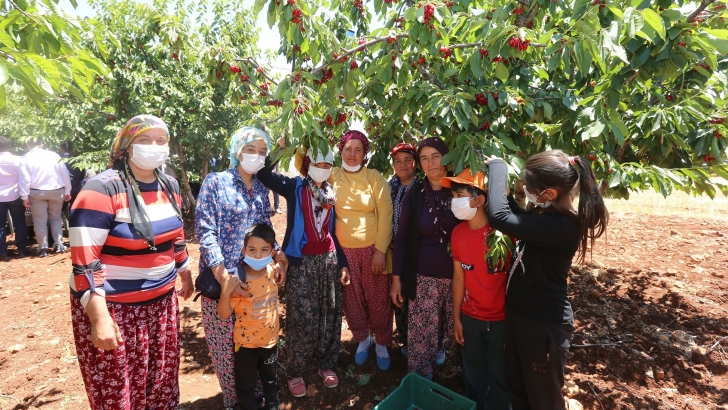 BÜYÜKŞEHİR’DEN KİRAZ ÜRETİCİLERİNE DESTEK!