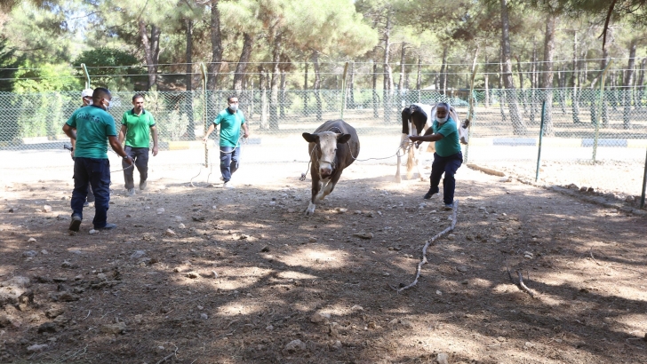 BÜYÜKŞEHİR “KURBAN YAKALAMA TİMİ” EĞİTİMLERİNİ TAMAMLADI