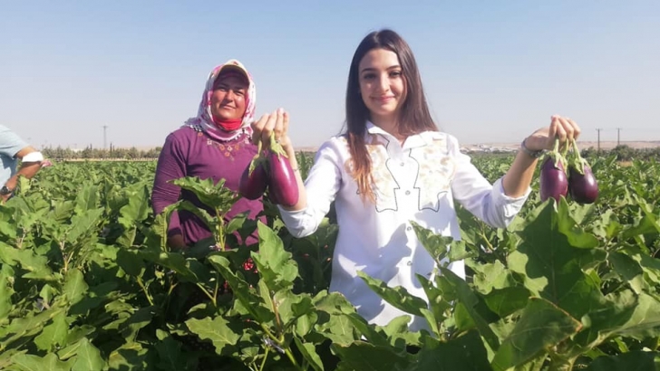 KAYMAKAM UÇAR, PATLICAN HASADINA KATILDI