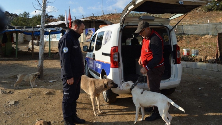 Gaziantep'te terk edilen pitbull cinsi 10 köpek, barınağa alındı