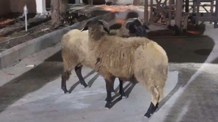 Gaziantep'te koyun çalan şüpheli yakalandı